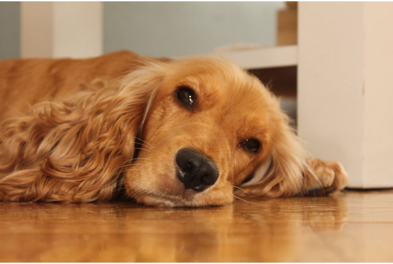 Best Wood Flooring for Dogs
